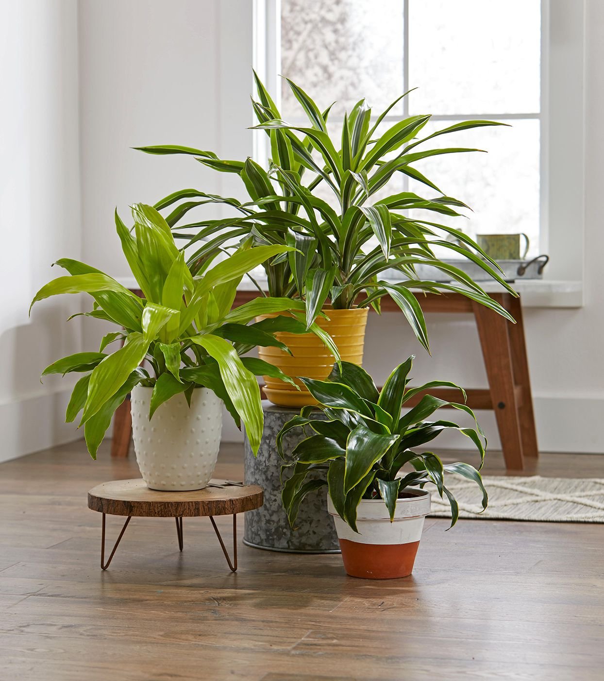 Indoor Plants That Thrive in Low Light Spaces